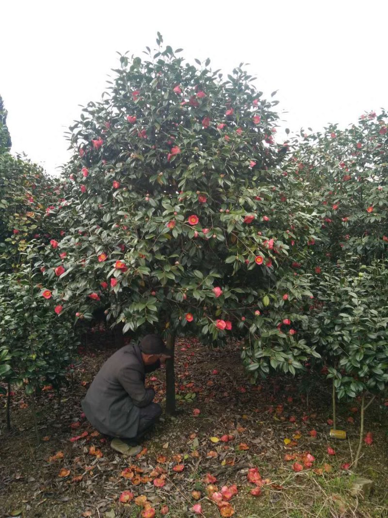 茶花耐寒一手货源大量批发诚信经营，农户一手货源