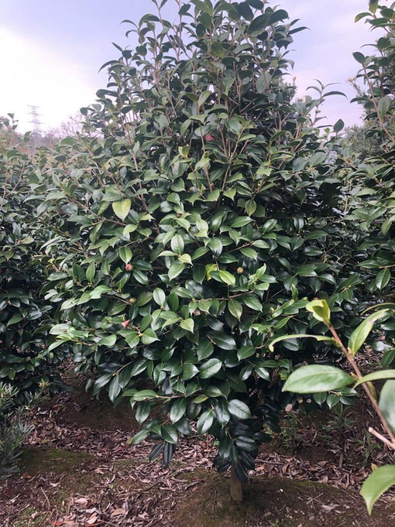 茶花耐寒一手货源大量批发诚信经营，农户一手货源