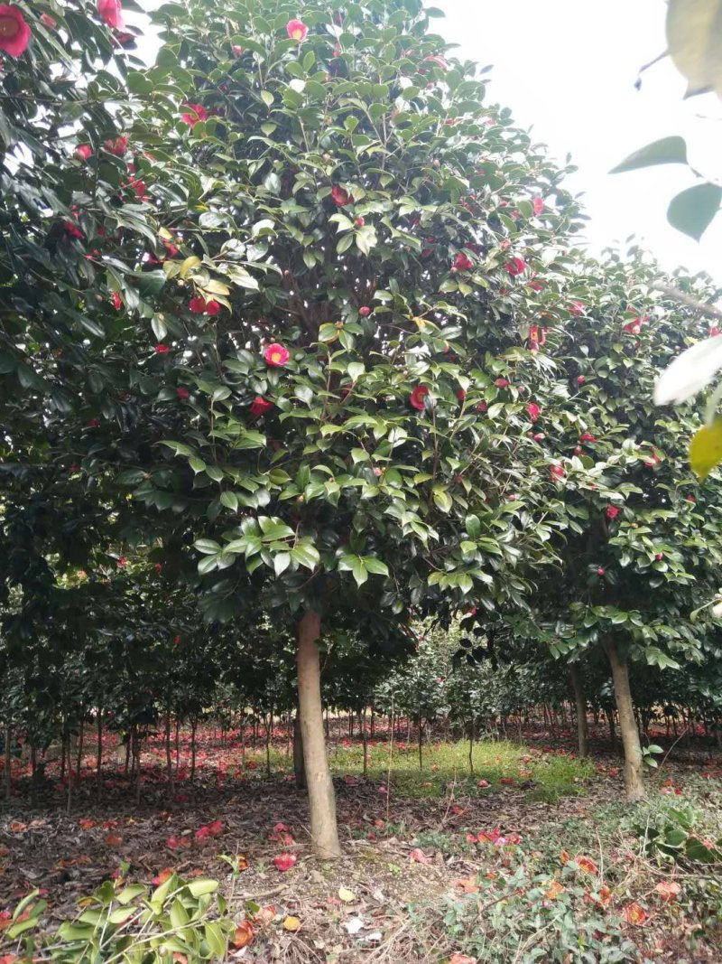 茶花耐寒一手货源大量批发诚信经营，农户一手货源