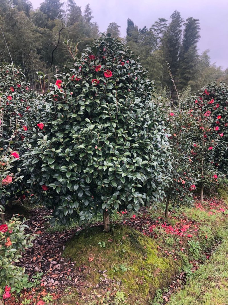 茶花耐寒一手货源大量批发诚信经营，农户一手货源