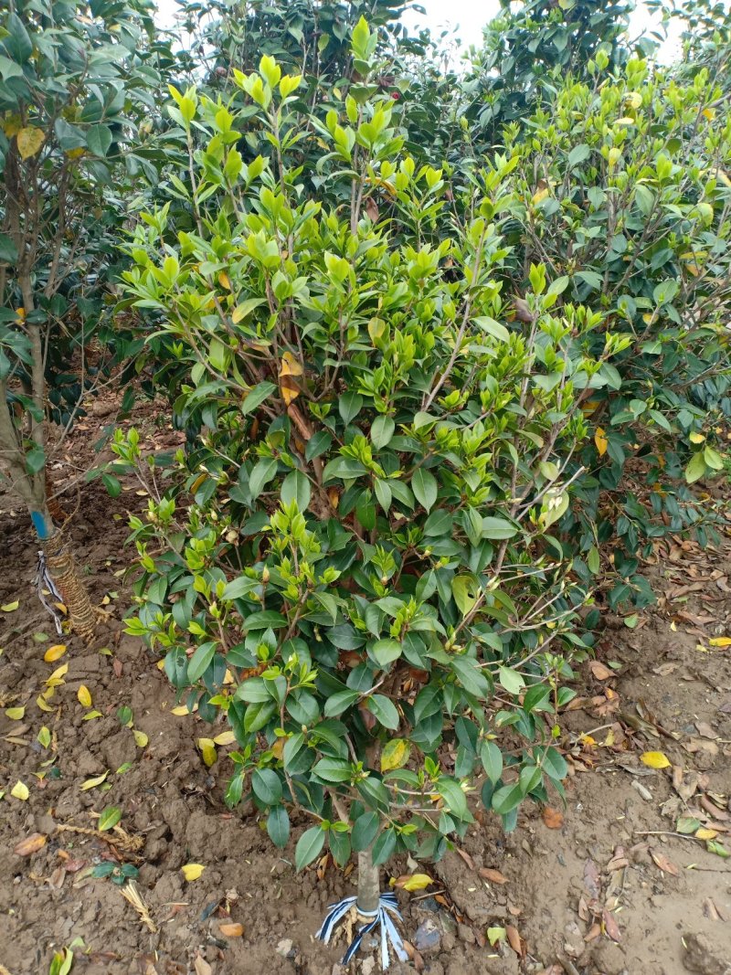 茶花耐寒一手货源大量批发诚信经营，农户一手货源
