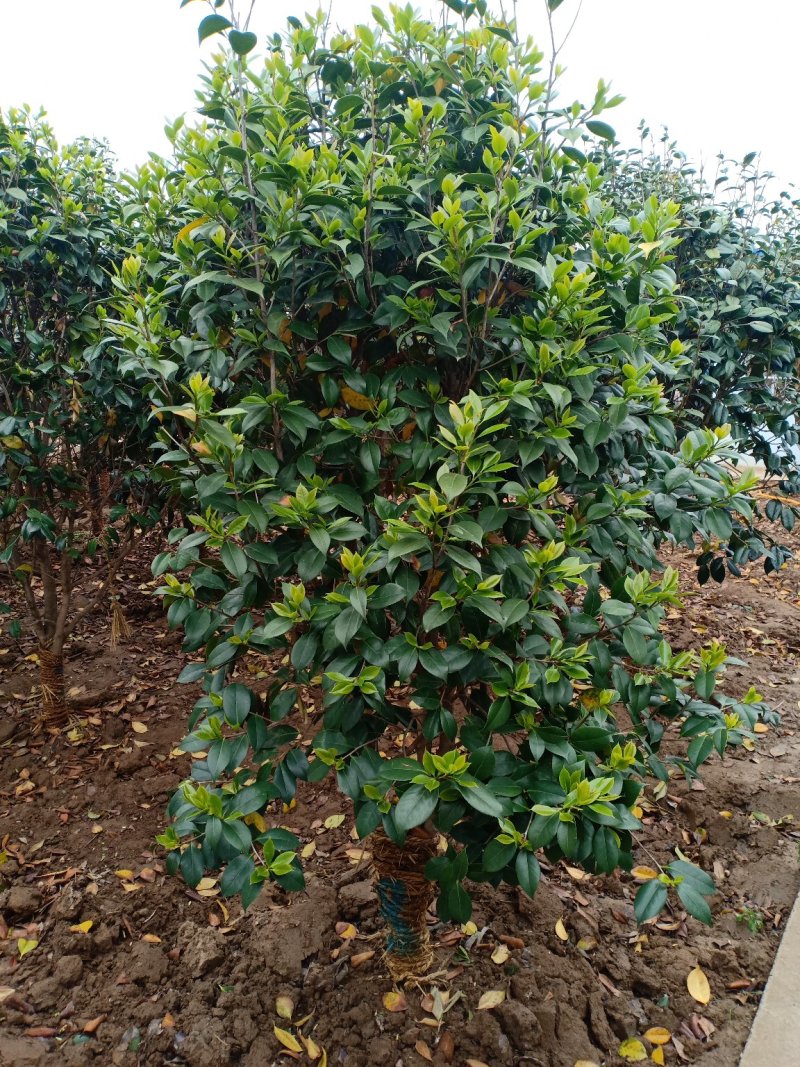茶花耐寒一手货源大量批发诚信经营，农户一手货源