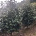 茶花耐寒一手货源大量批发诚信经营，农户一手货源