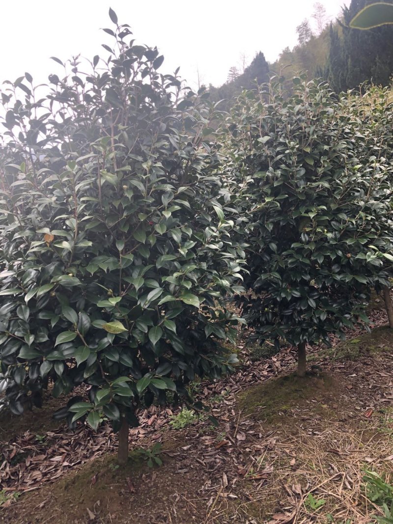 茶花耐寒一手货源大量批发诚信经营，农户一手货源