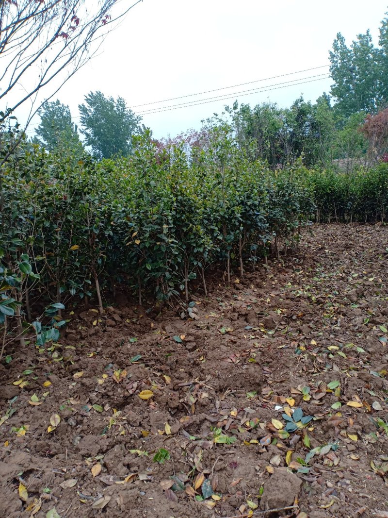 茶花耐寒一手货源大量批发诚信经营，农户一手货源
