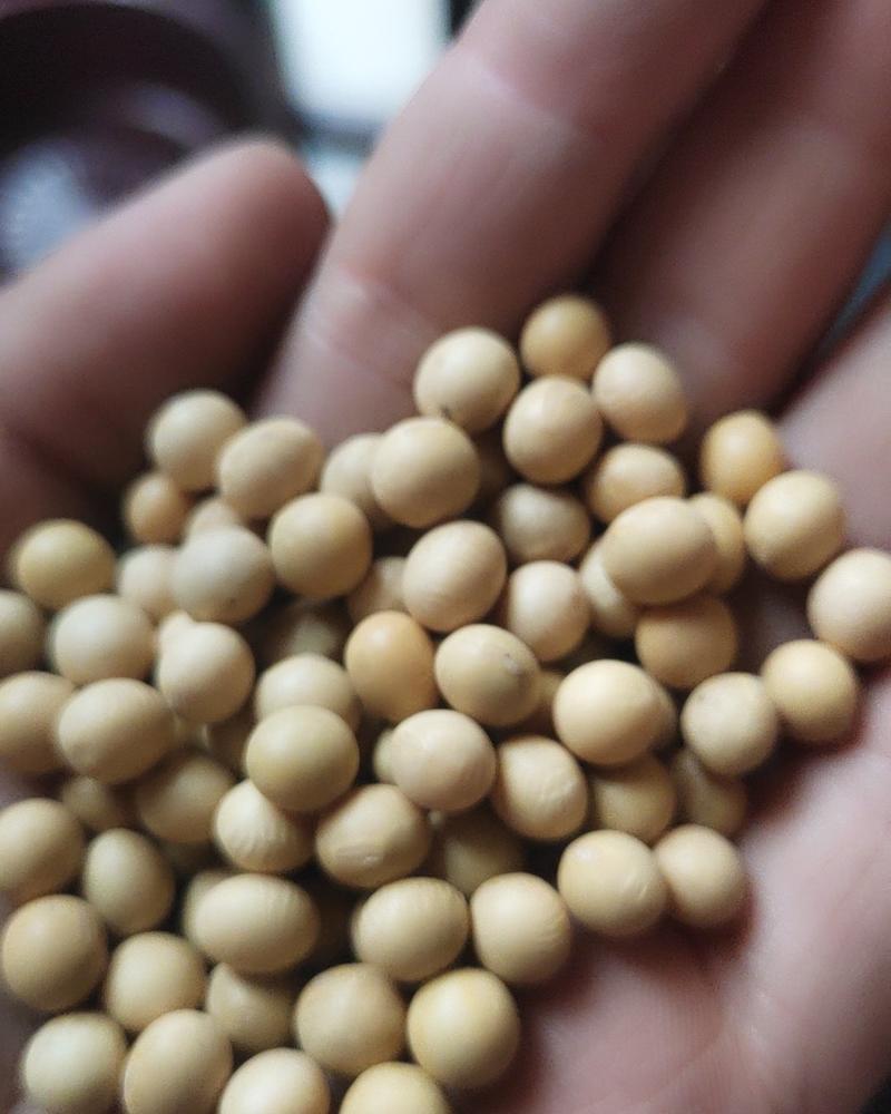 厂家直销精选东北特大粒黄豆，大量批发，磨面黄豆