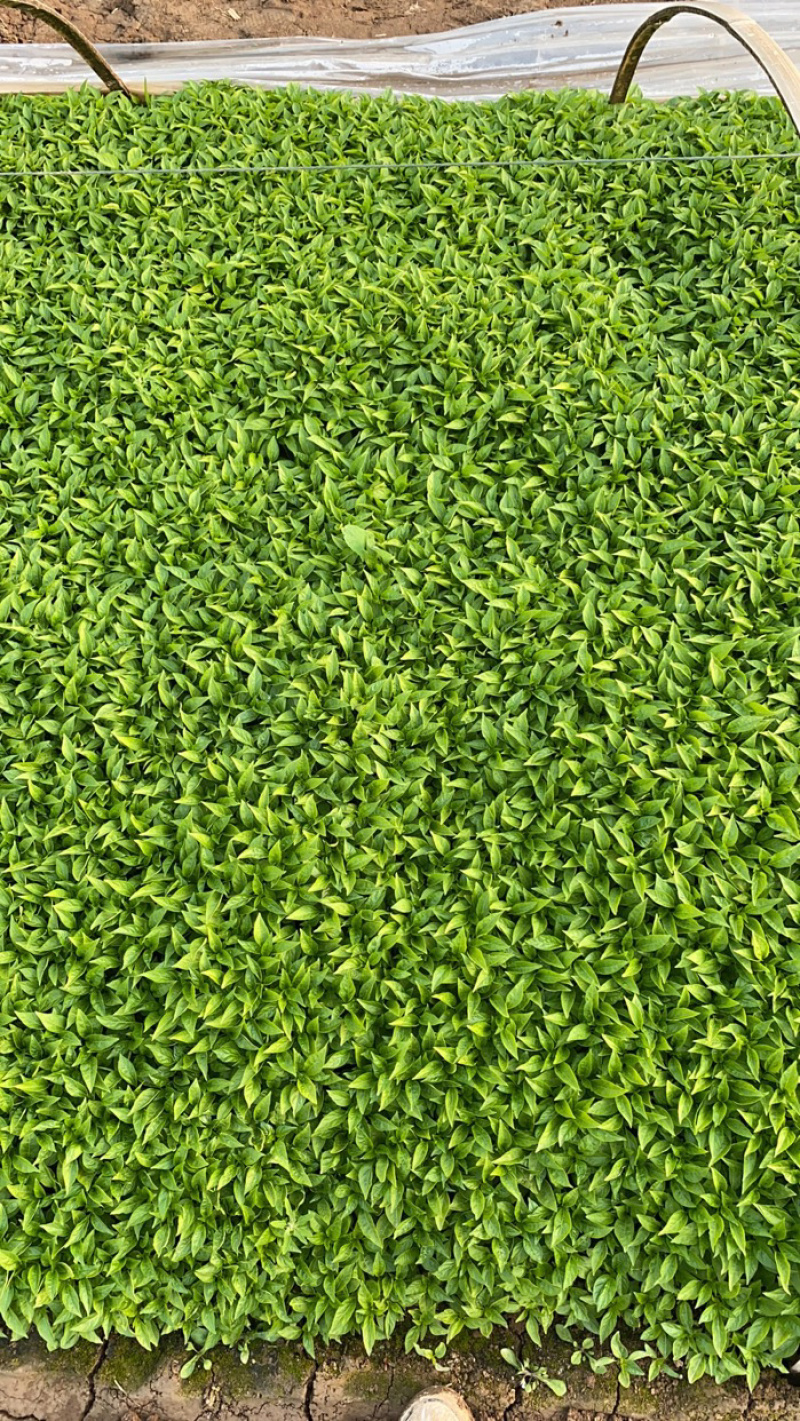 朝天椒苗子，高产抗病亩产可达1200斤，