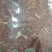 鸡肾草双肾草各种中药材批发一公斤起批