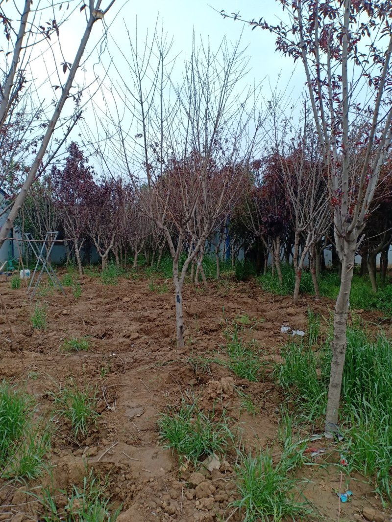紫叶碧桃自家基地各种规格一手货源量大从优