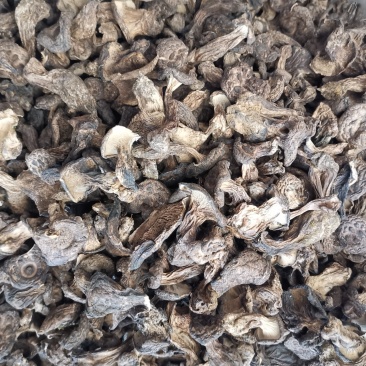 虎掌菌黑虎掌干虎掌菌专注精品