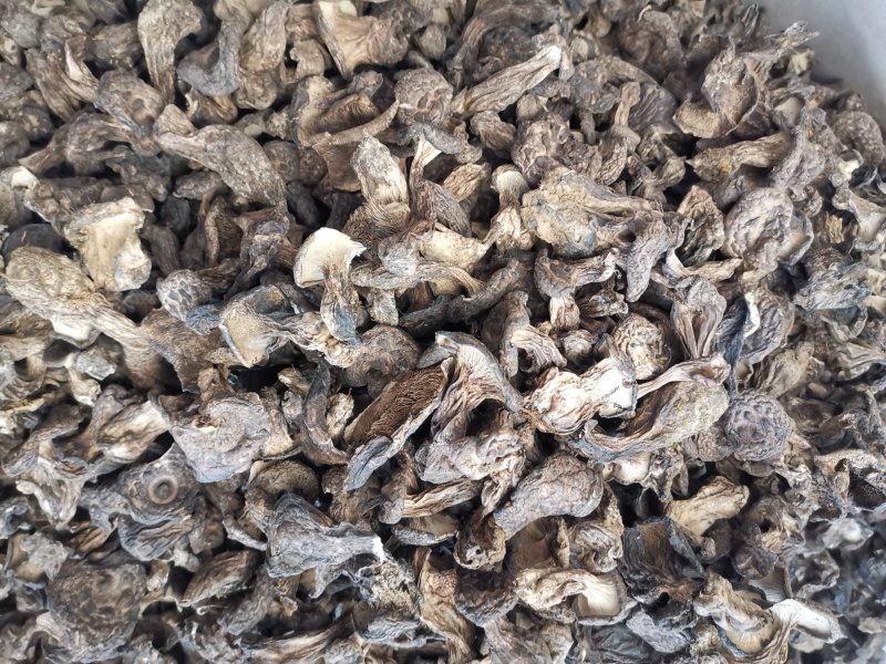 虎掌菌黑虎掌干虎掌菌专注精品