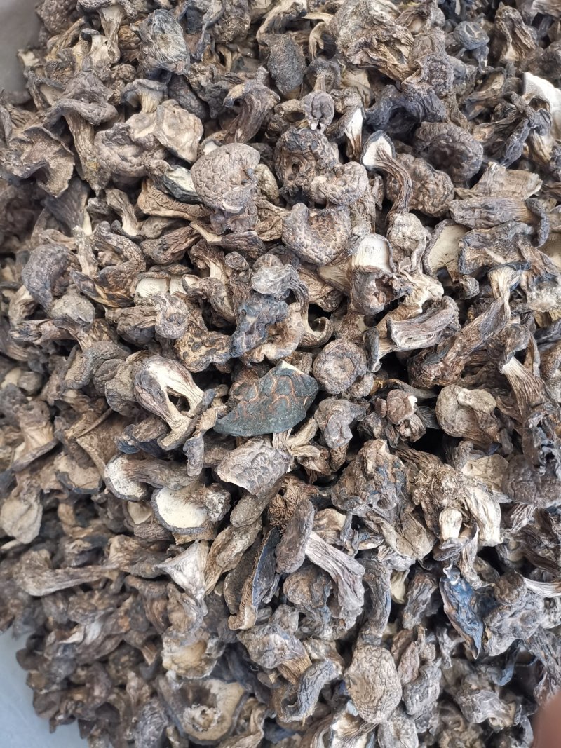 虎掌菌黑虎掌干虎掌菌专注精品