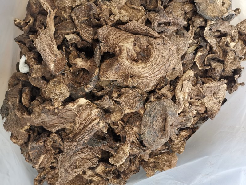 虎掌菌黑虎掌干虎掌菌专注精品