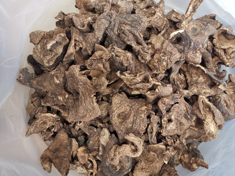 虎掌菌黑虎掌干虎掌菌专注精品