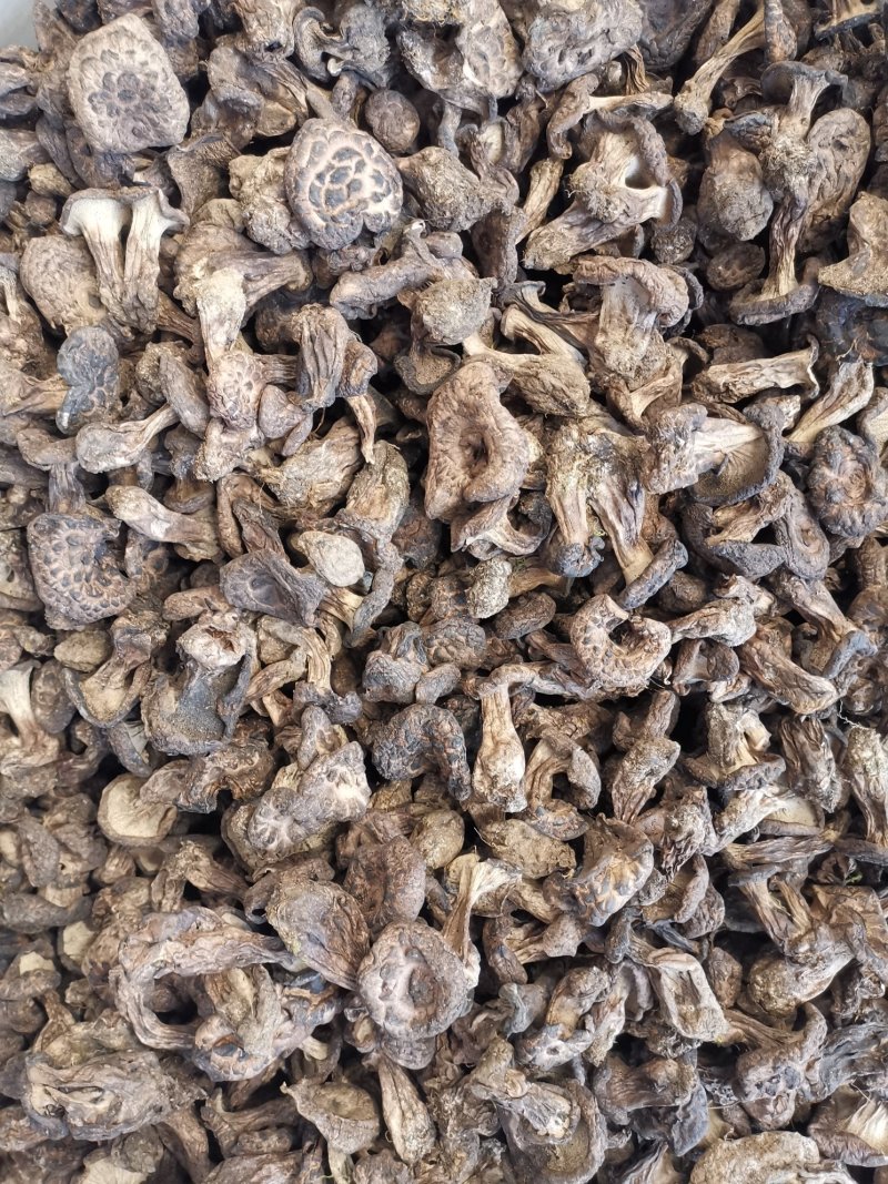 虎掌菌黑虎掌干虎掌菌专注精品
