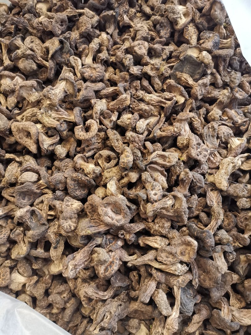虎掌菌黑虎掌干虎掌菌专注精品