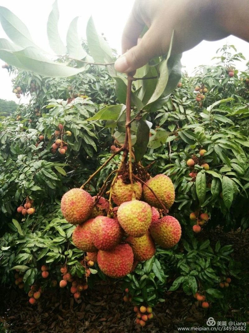 荔枝