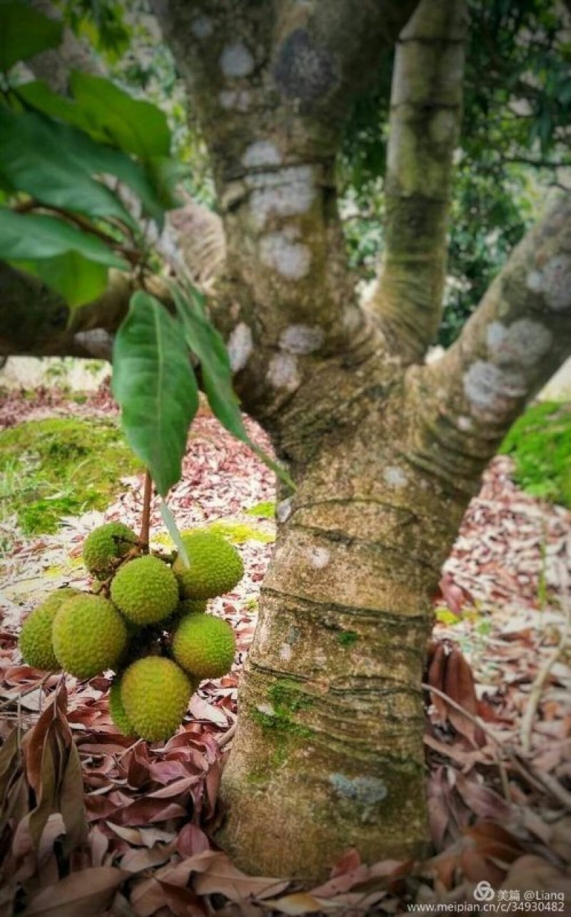 荔枝