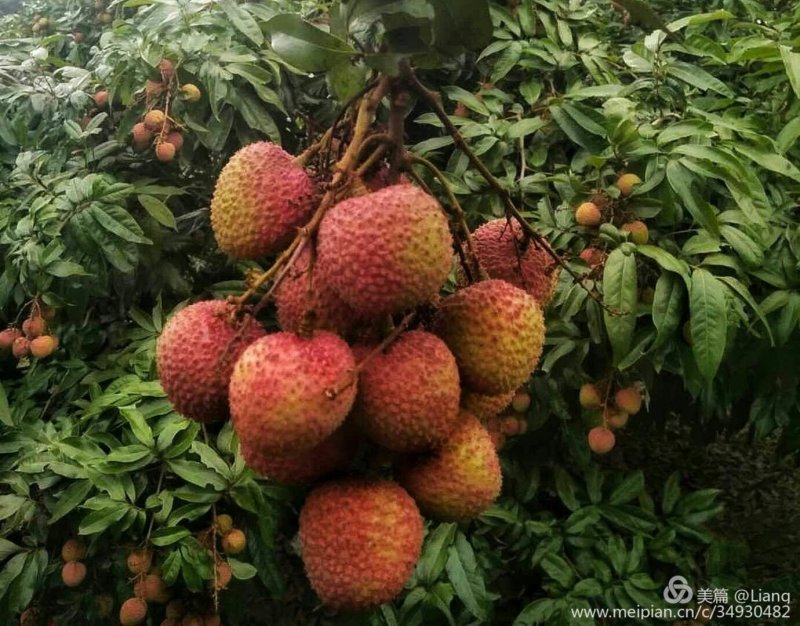 荔枝
