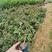 绿樱三角梅20杆袋苗，质量好，根茂，杆杆的