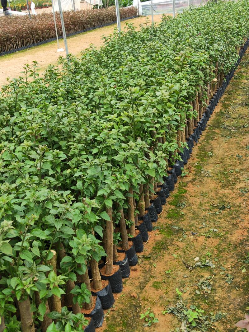 绿樱三角梅20杆袋苗，质量好，根茂，杆杆的