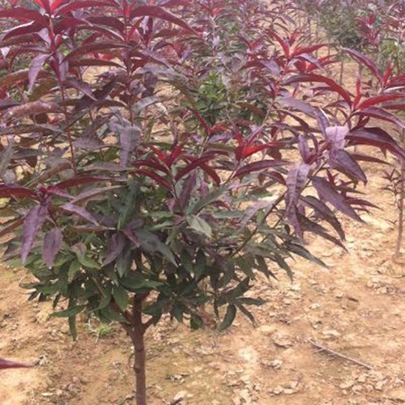 紫叶碧桃自家基地各种规格一手货源量大从优