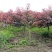 紫叶碧桃自家基地各种规格一手货源量大从优