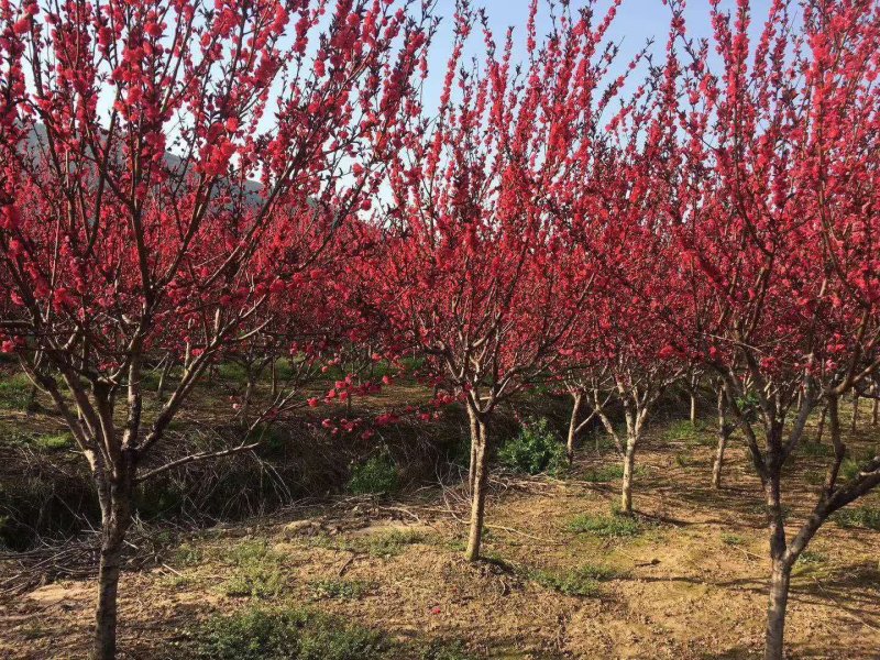 紫叶碧桃自家基地各种规格一手货源量大从优