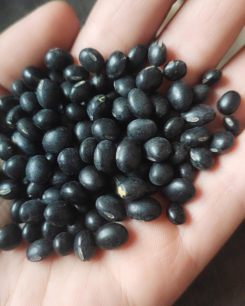精选优质小青仁黑豆，药用黑豆，发芽黑豆