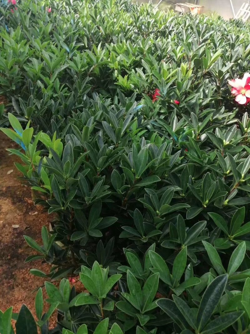 四季杜鹃茶大小规格基地直销精挑细选原装带土发货