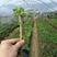 漳州版红樱20杆袋苗，品质好，根部发达，质量上乘