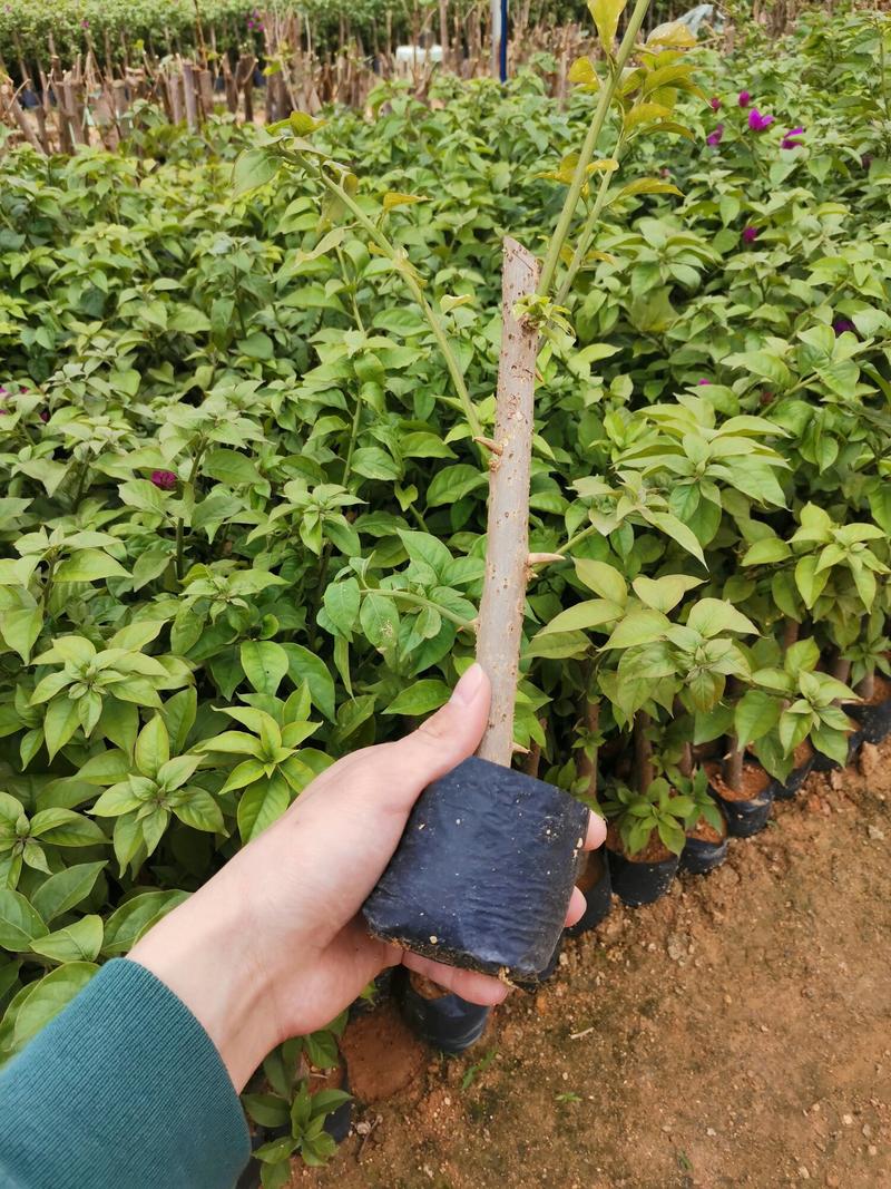漳州版红樱20杆袋苗，品质好，根部发达，质量上乘