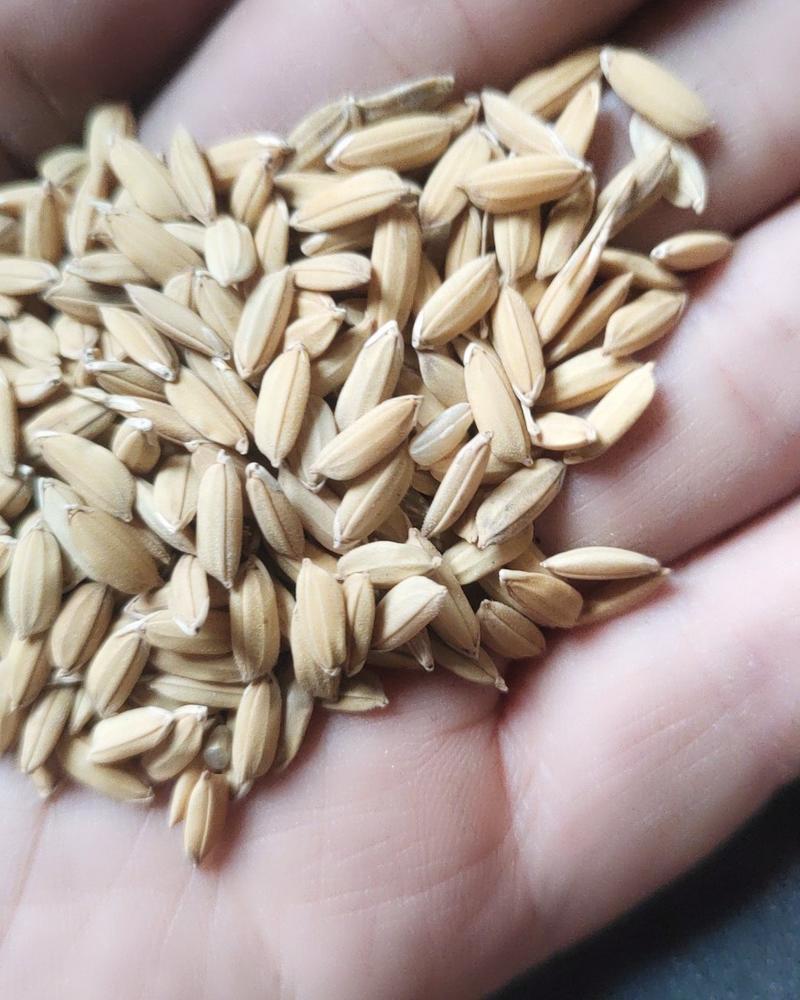 精选一级长粒稻谷，黏米，饲料专用