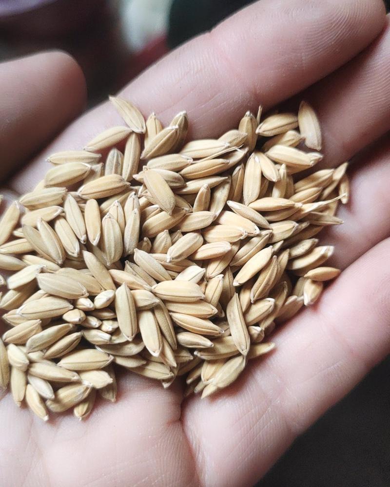 精选一级长粒稻谷，黏米，饲料专用