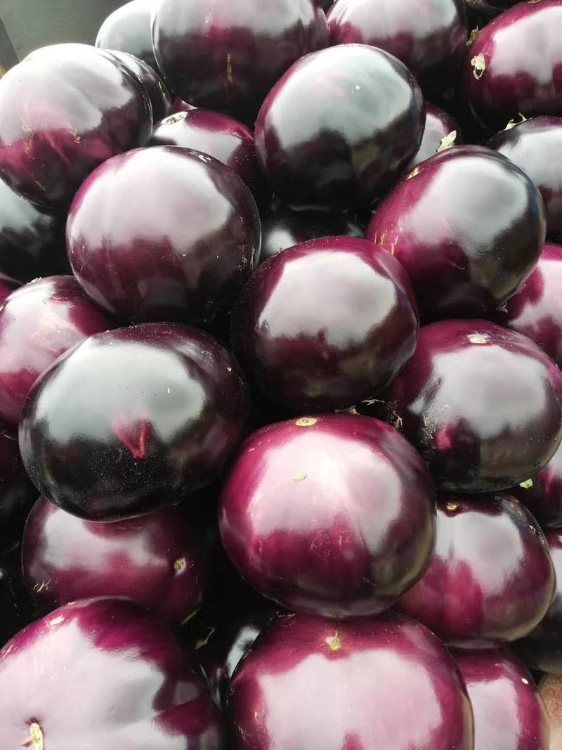 河南紫光园茄，产地直发，可视频看货，只做精品，保质保量