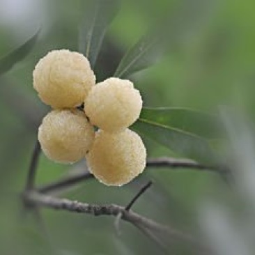 野生白杨梅，红杨梅，水晶杨梅，泡酒专用，数量有限欢迎预订