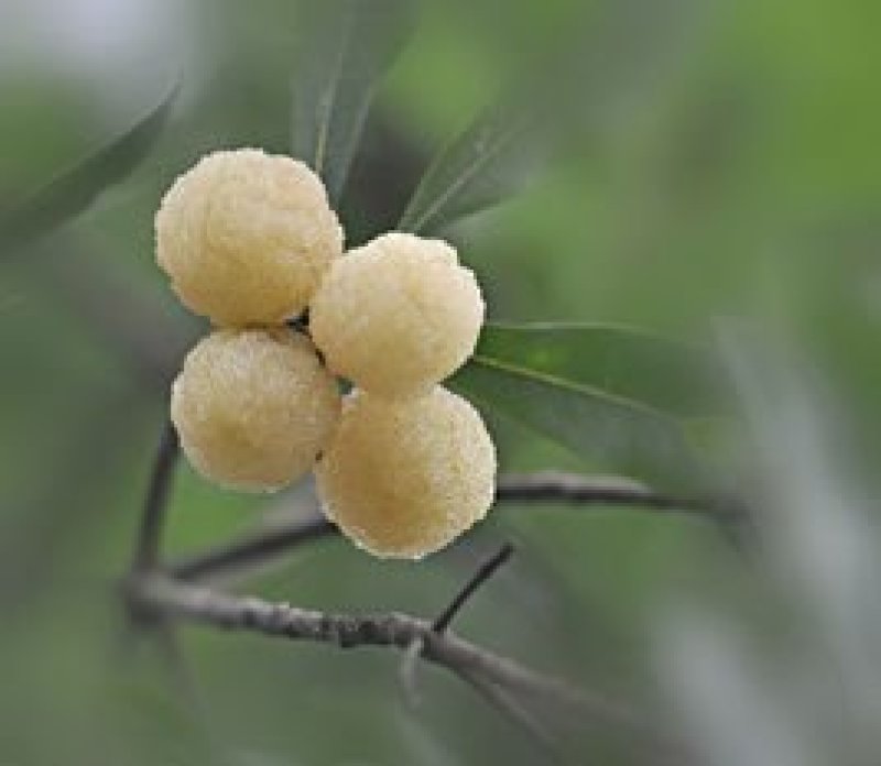 野生白杨梅，红杨梅，水晶杨梅，泡酒专用，数量有限欢迎预订