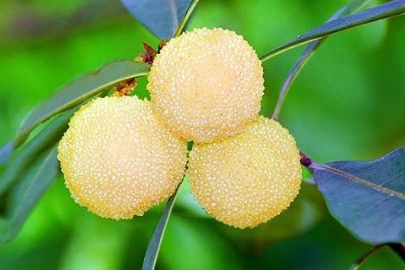 野生白杨梅，红杨梅，水晶杨梅，泡酒专用，数量有限欢迎预订