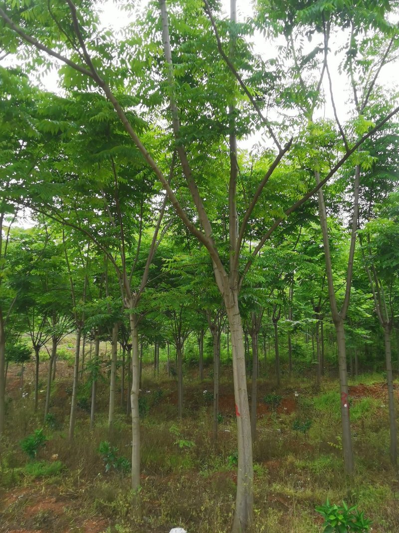 截干反冒4年左右栾树各种规格1-4年