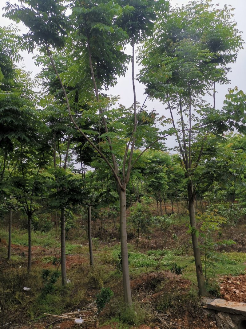 截干反冒4年左右栾树各种规格1-4年