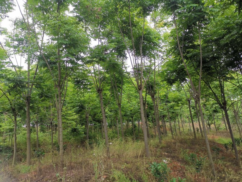截干反冒4年左右栾树各种规格1-4年