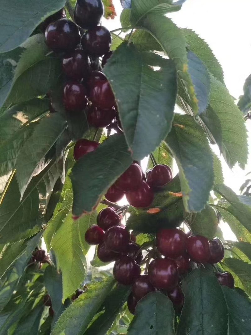 山西大樱桃（大田，红灯，萨米特，美早，艳阳，红宝石）