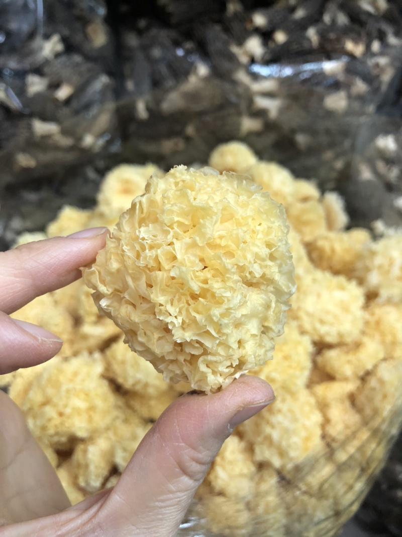 椴木银耳