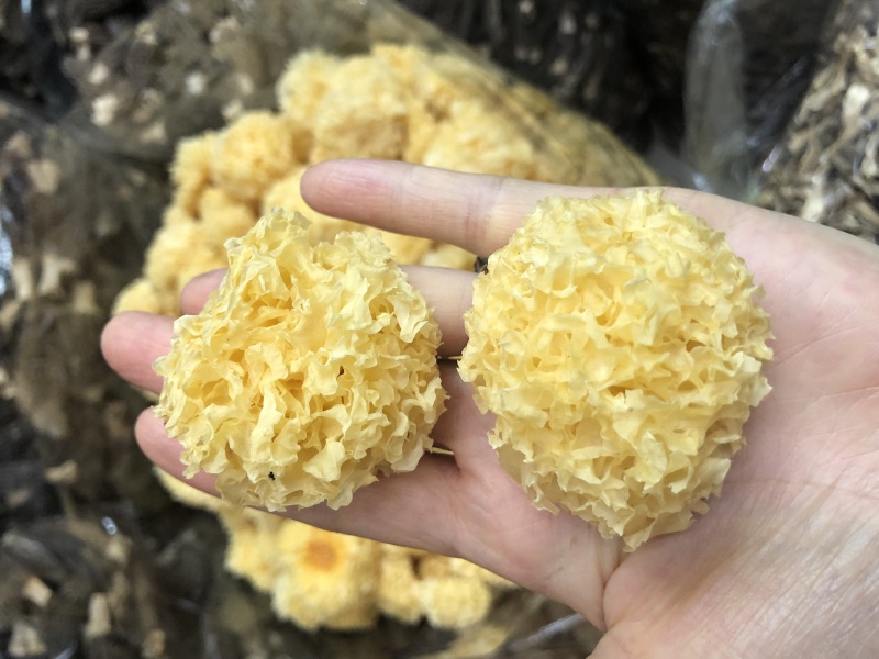 椴木银耳