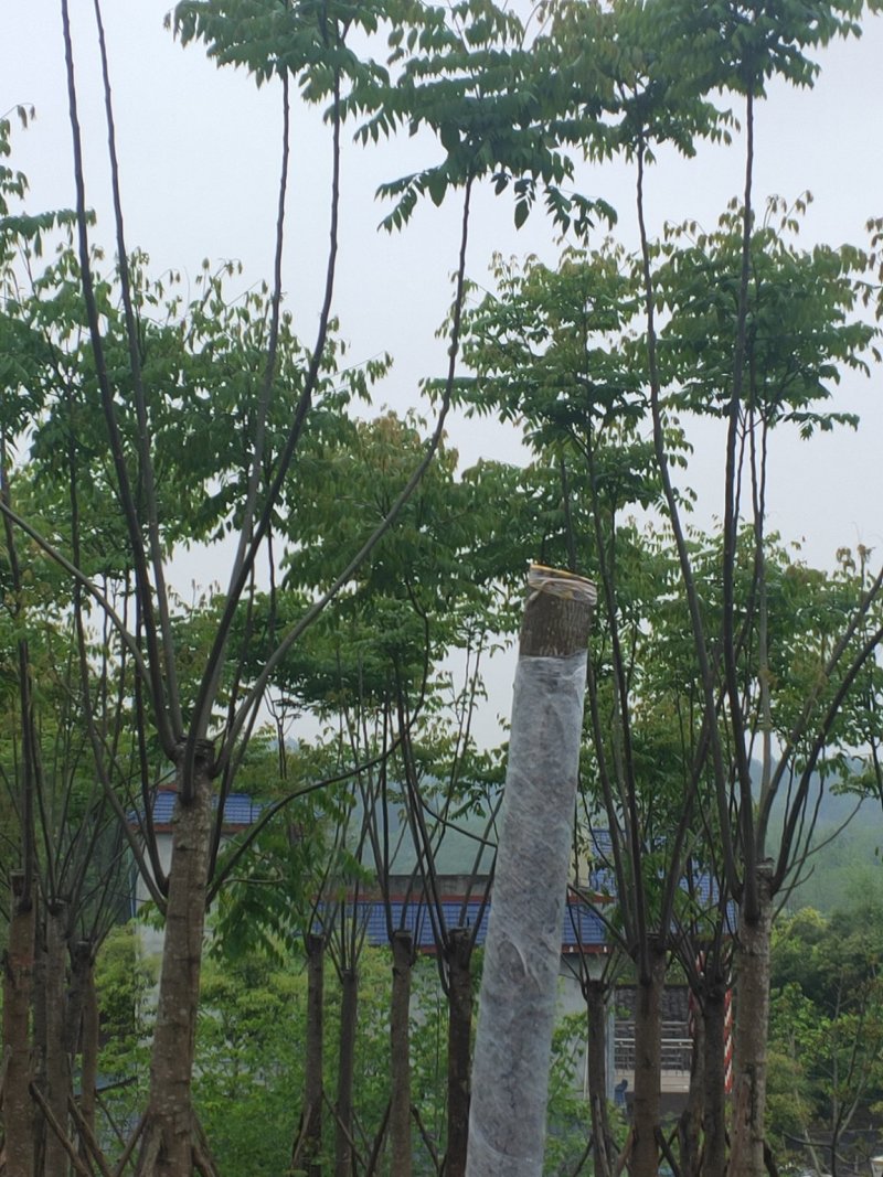 熟货栾树