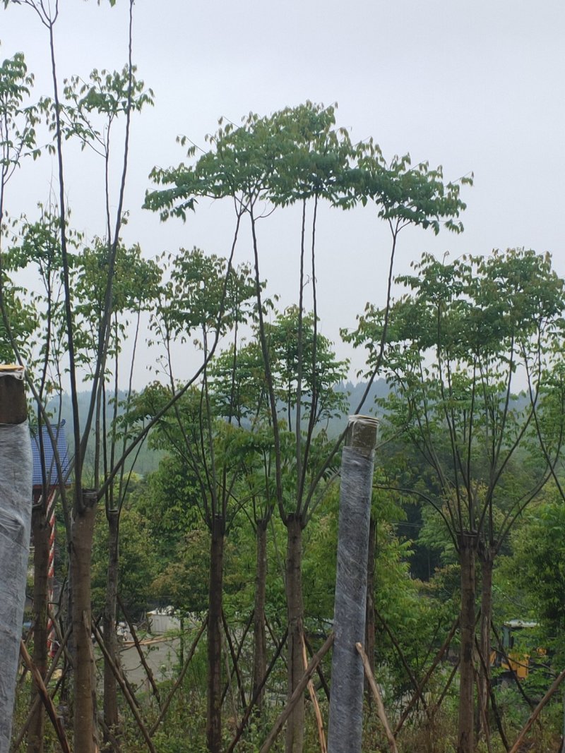 熟货栾树