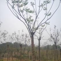 熟货栾树