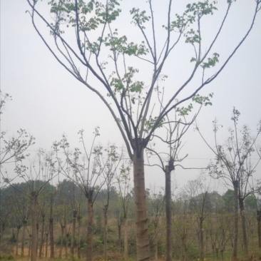 熟货栾树