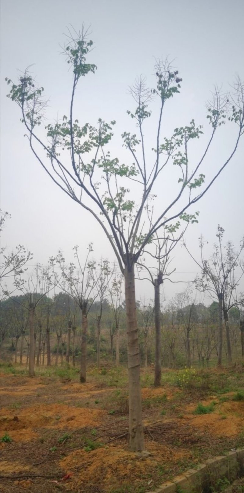 熟货栾树