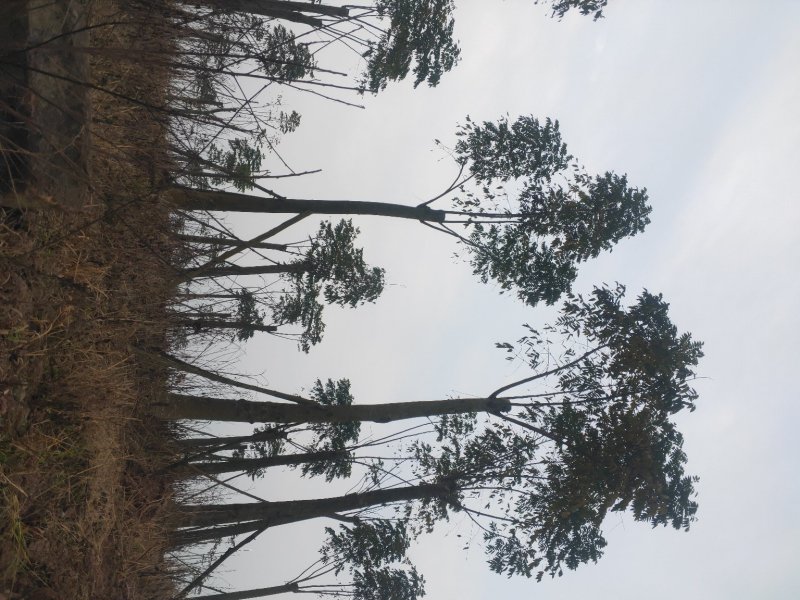 熟货栾树